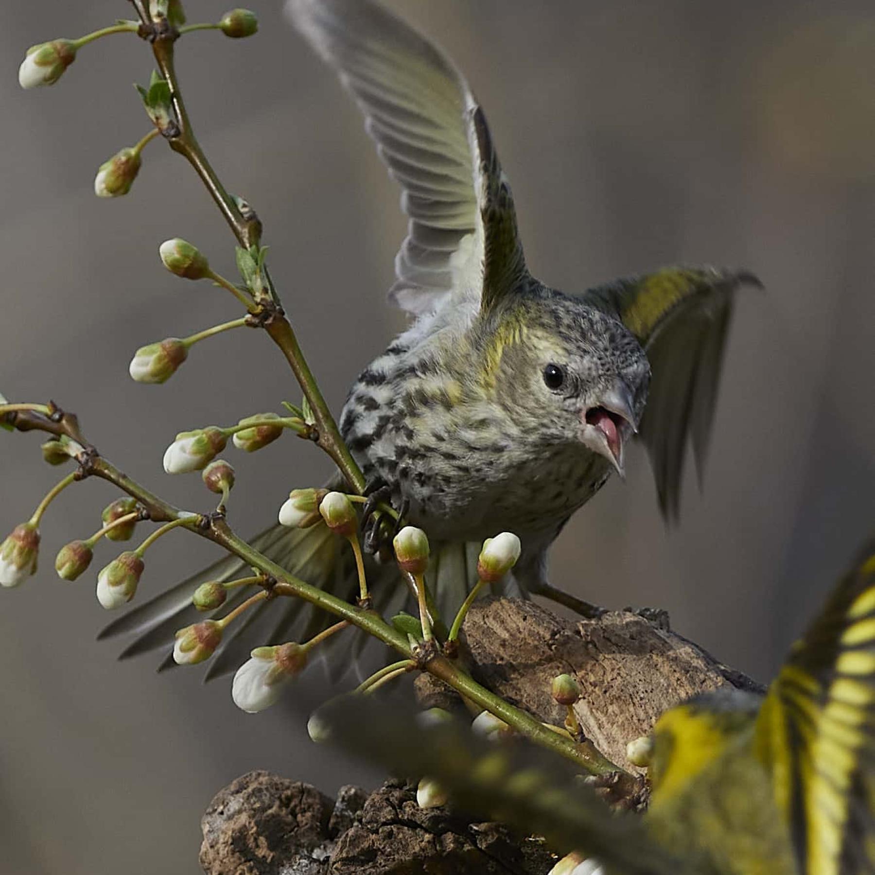 Eurasian Siskin (Spinus Spinus)