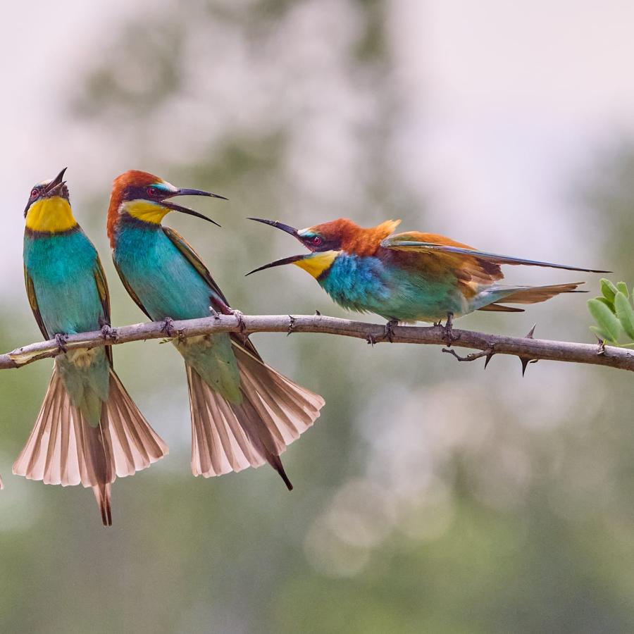 Eater (Merops Apiaster)