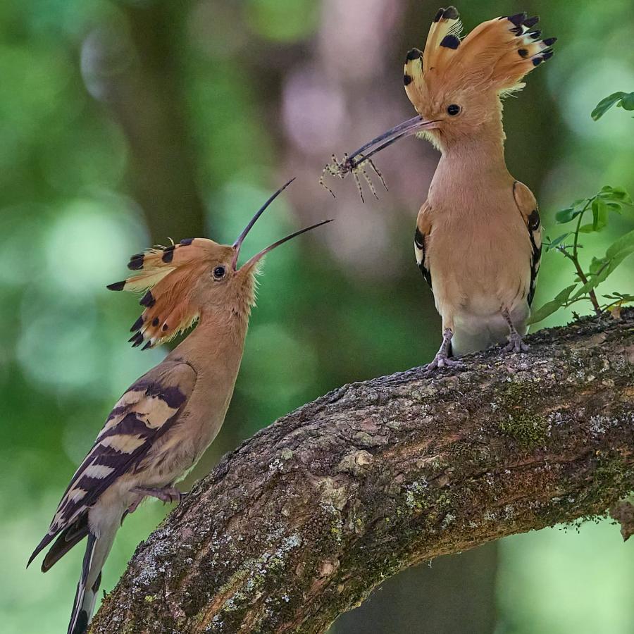 Eurasian hoopoe (upupa epops)