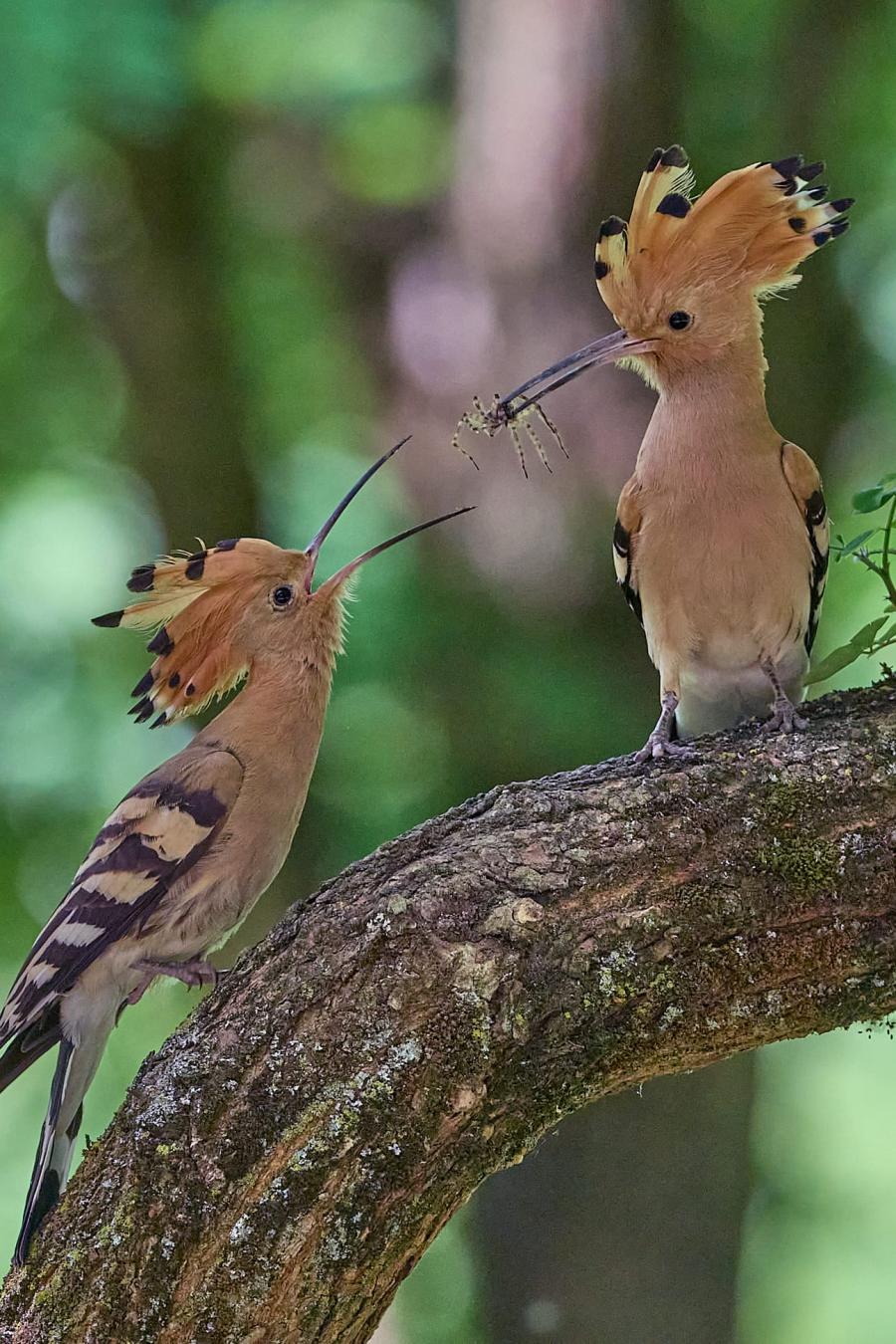 Eurasian hoopoe (upupa epops)