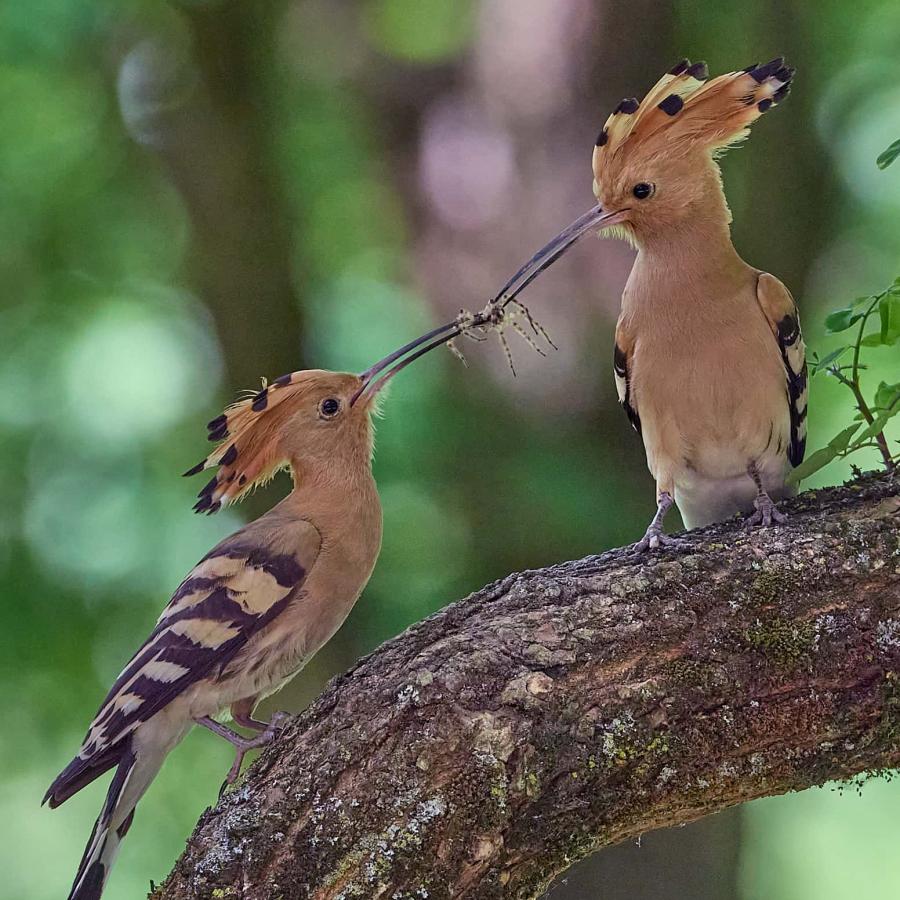 Eurasian hoopoe (upupa epops)