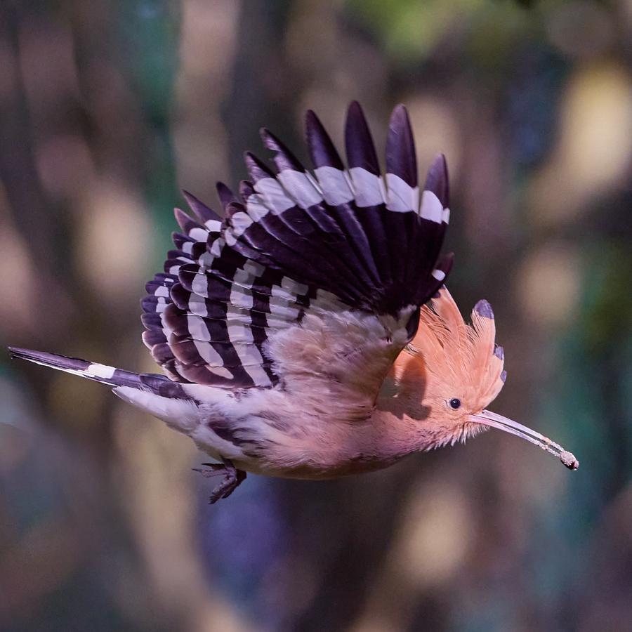 Eurasian hoopoe (upupa epops)