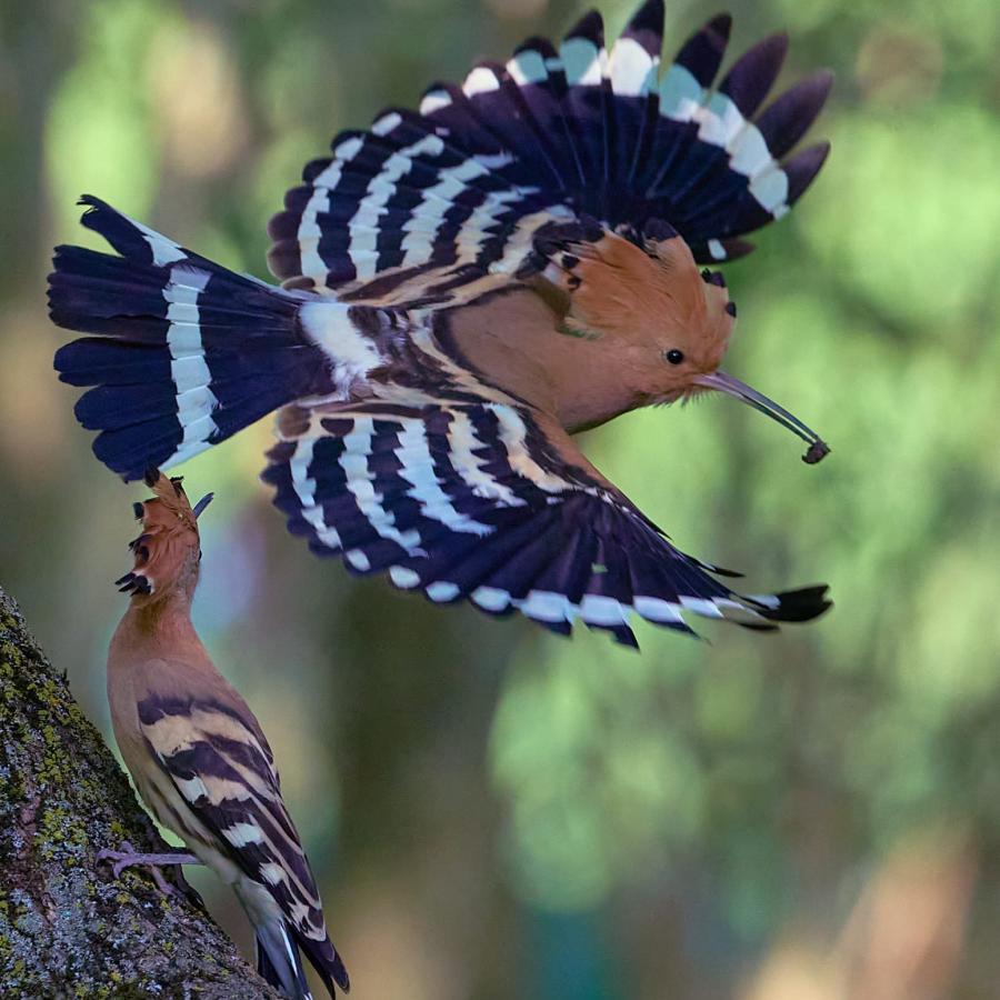 Eurasian hoopoe (upupa epops)