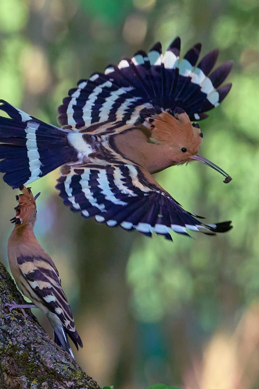 Eurasian hoopoe (upupa epops)