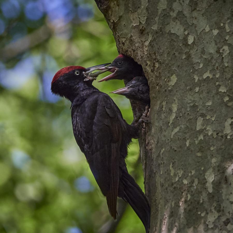 Black Woodpecker (Dryocopus Martius)