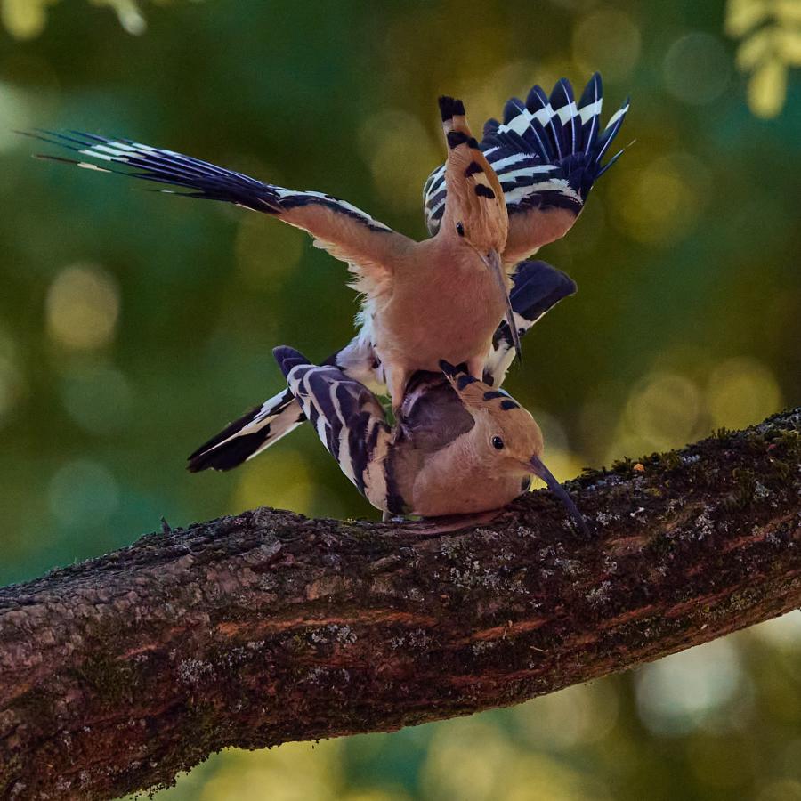 Eurasian hoopoe (upupa epops)