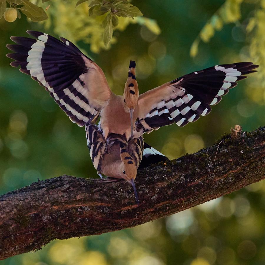 Eurasian hoopoe (upupa epops)