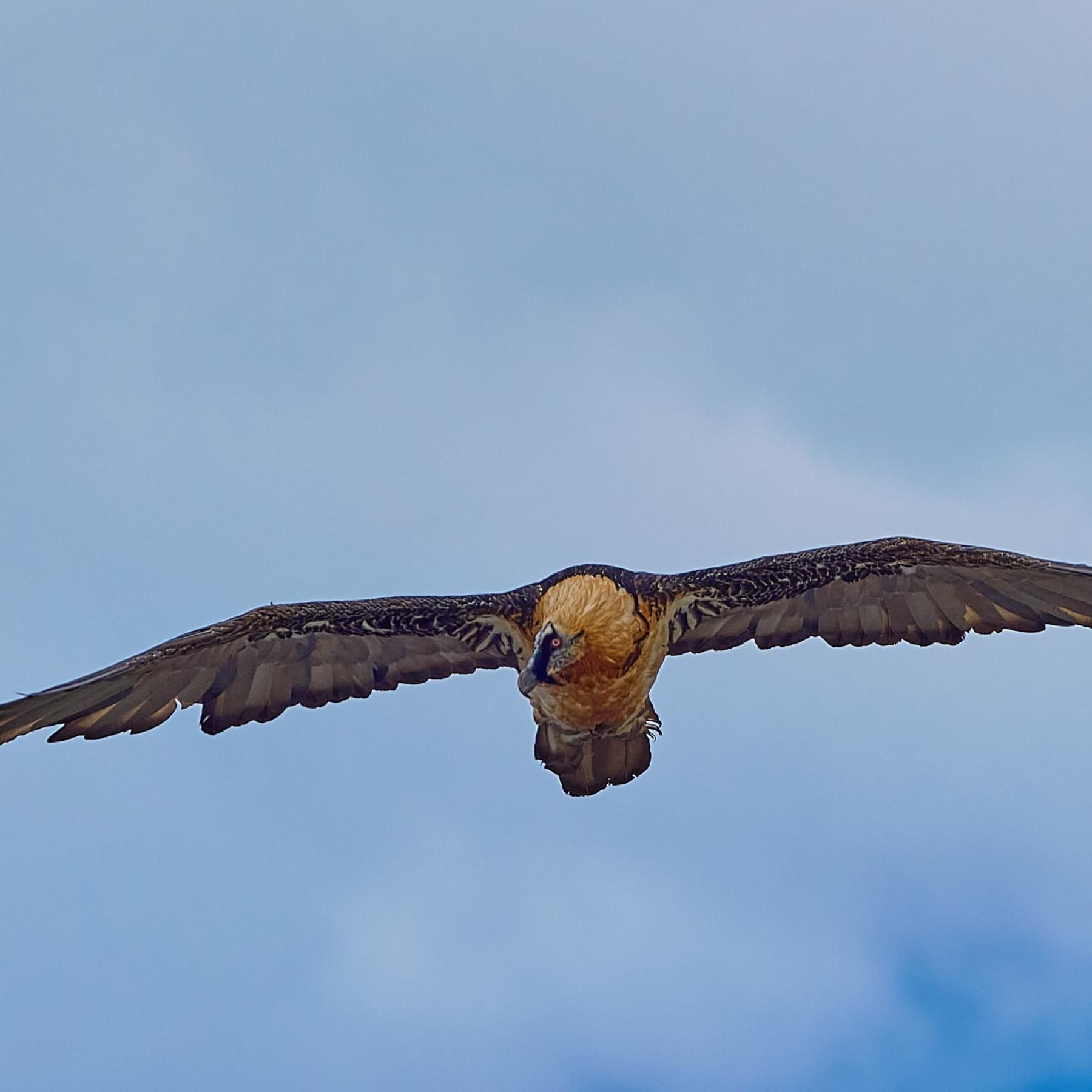 Bearded vulture (gypaetus barbatus)