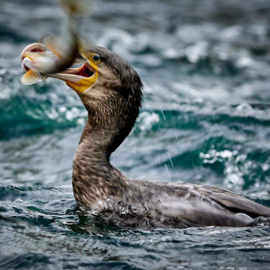 Great Cormorant (Phalacrocorax Carbo)
