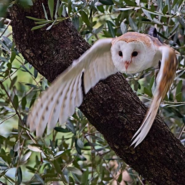 Barn Owl (Tyto Alba)