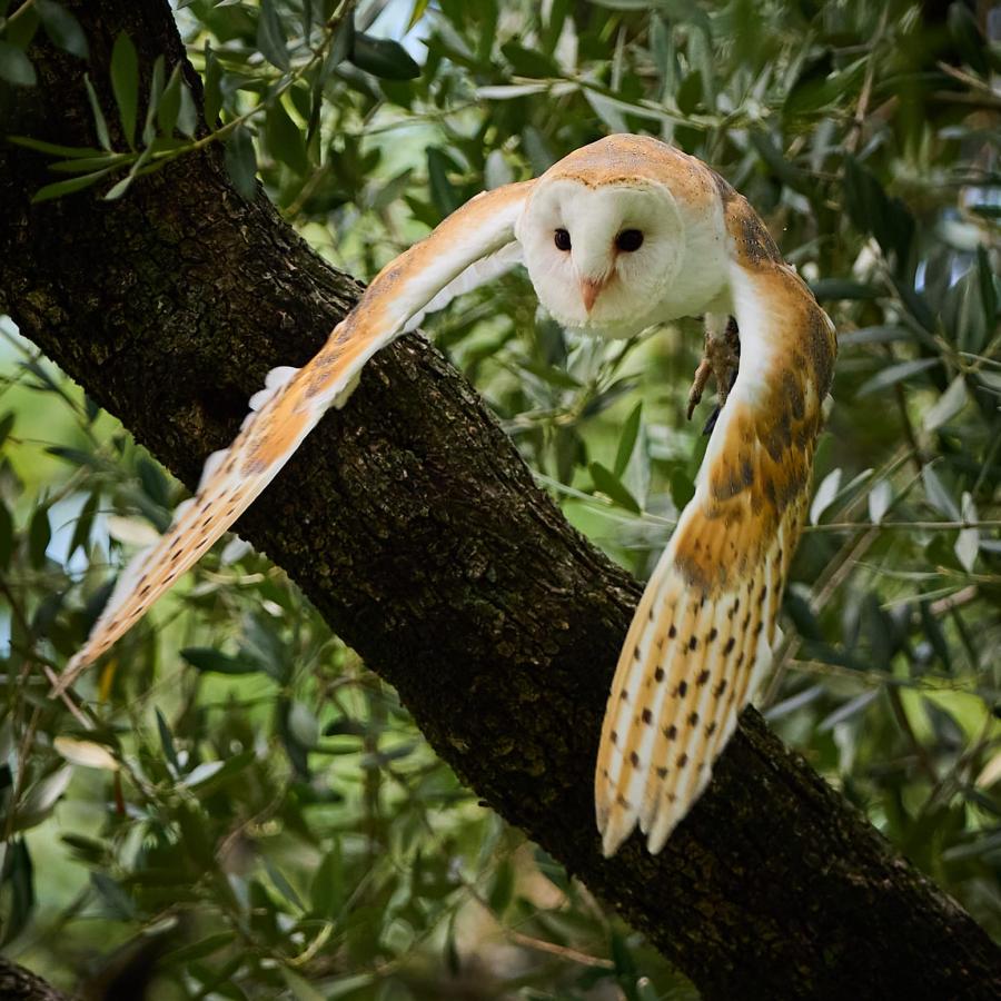 Barn Owl (Tyto Alba)