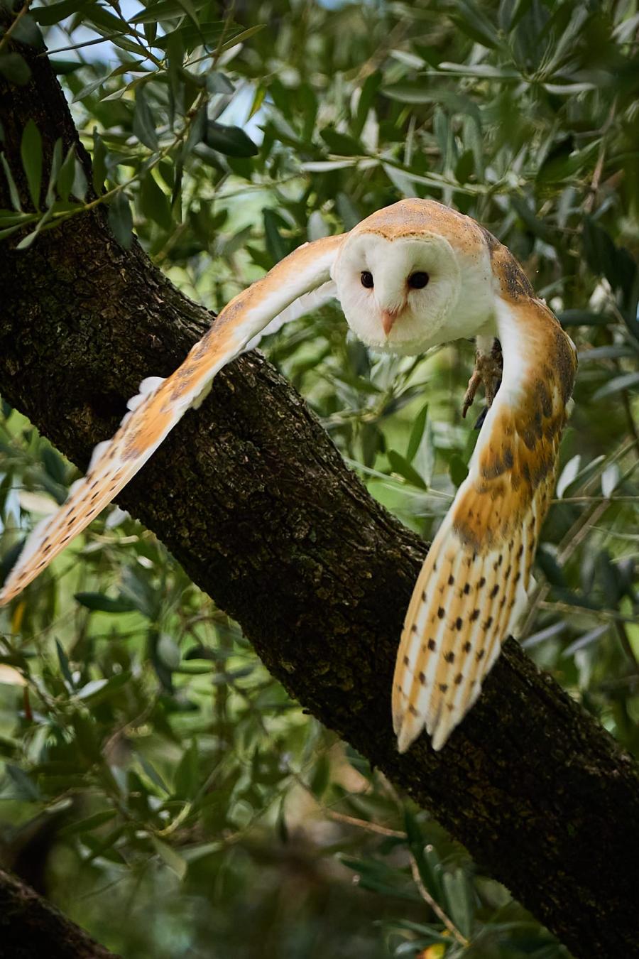 Barn Owl (Tyto Alba)