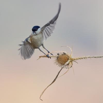 Bigia Tit (Poecile Montanus)