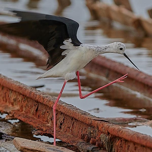 Black Winged (Stilt Himantopus Himantopus)