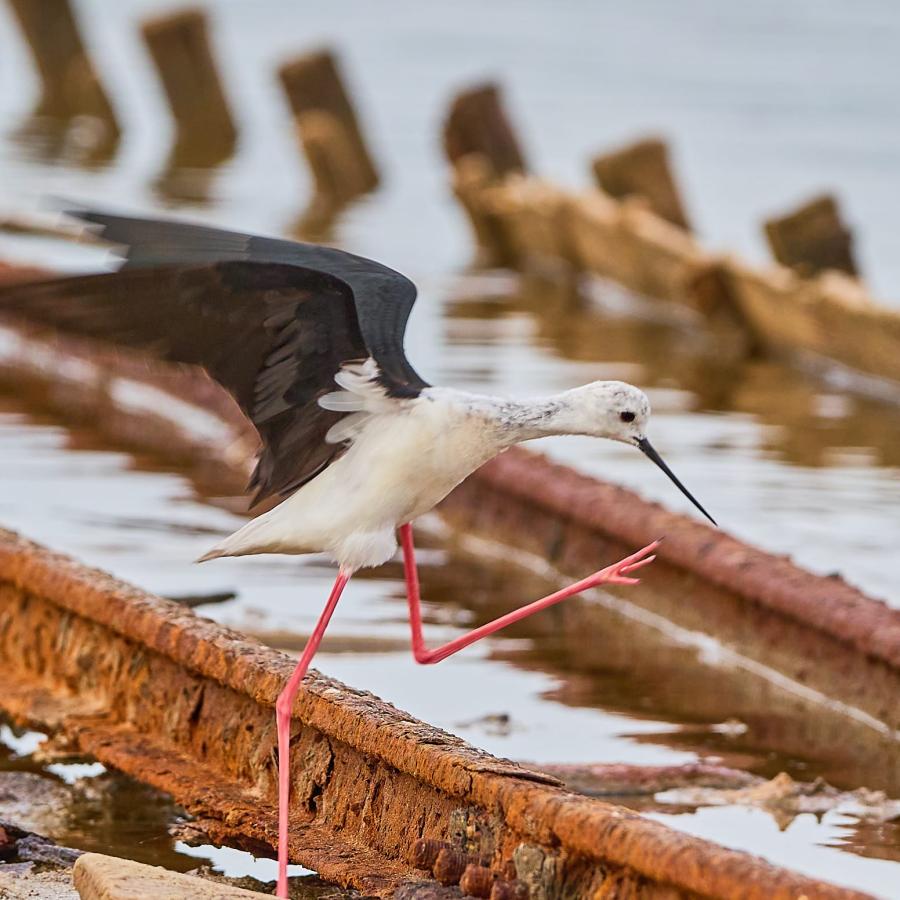 Black Winged (Stilt Himantopus Himantopus)