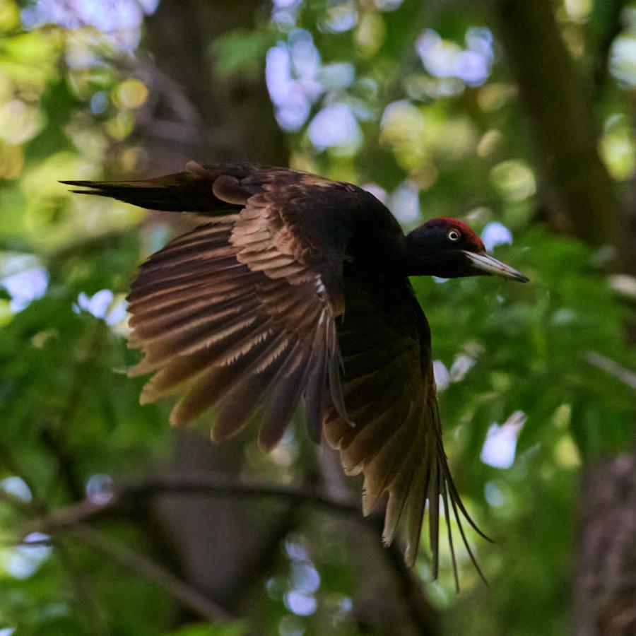 Black Woodpecker (Dryocopus Martius)