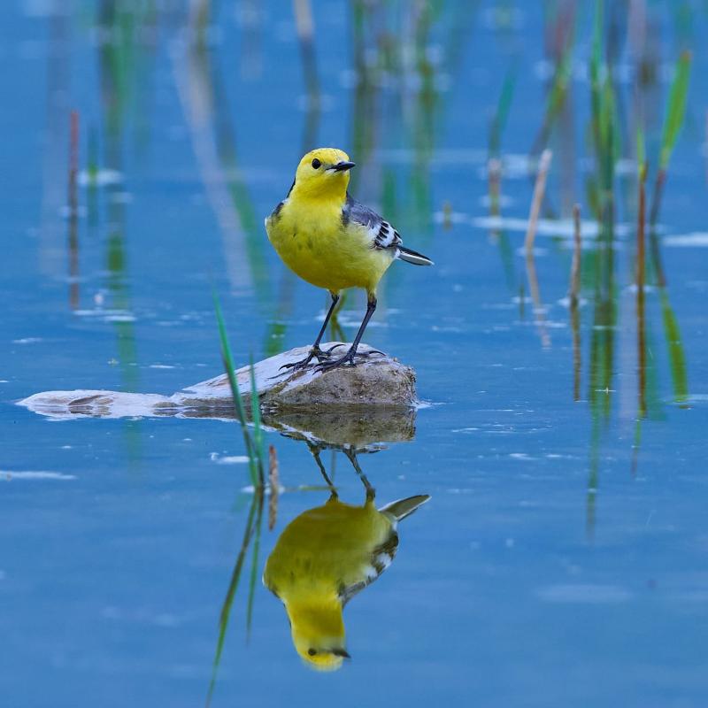 Citrine Wagtail (Motacilla Citreola)