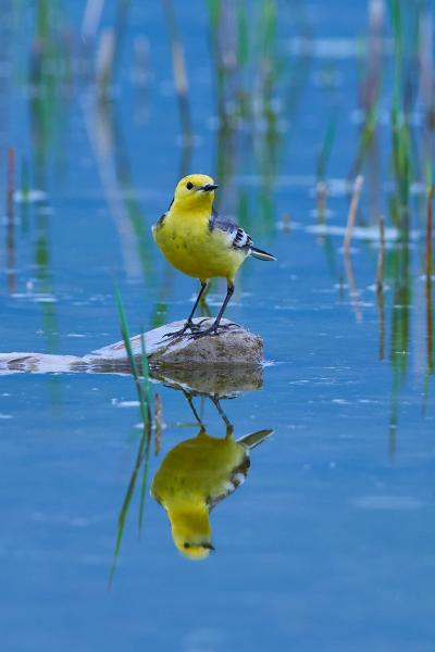 Citrine Wagtail (Motacilla Citreola)