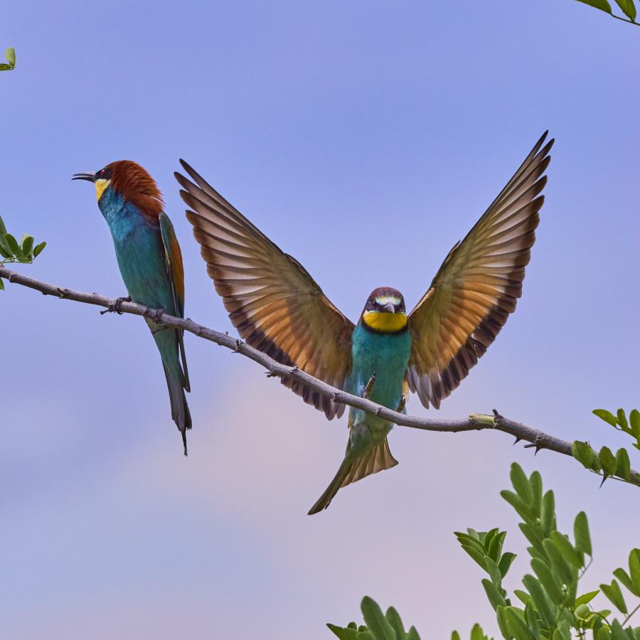 Eater (Merops Apiaster)
