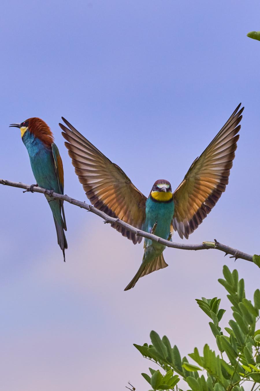 Eater (Merops Apiaster)