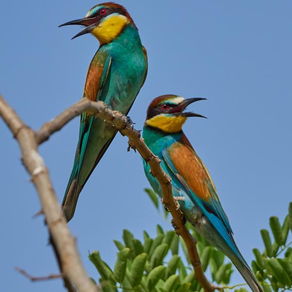 Eater Merops Apiaster P61113101