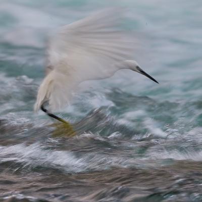Egret (Egretta Garzetta)