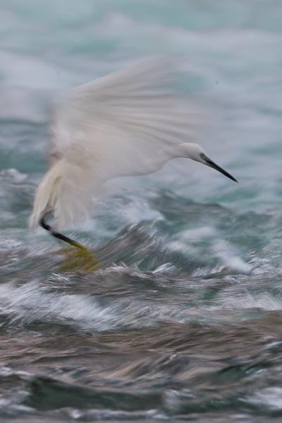 Egret (Egretta Garzetta)
