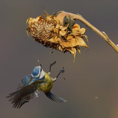 Eurasian Blue (Tit Cyanistes Caeruleus)