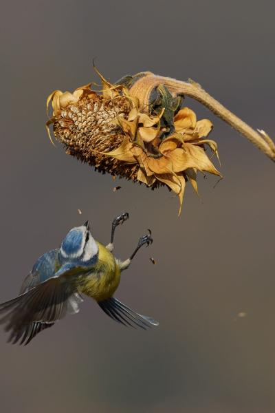 Eurasian Blue (Tit Cyanistes Caeruleus)