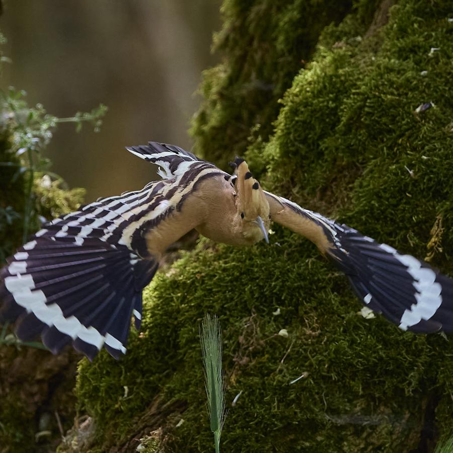 Eurasian hoopoe (upupa epops)