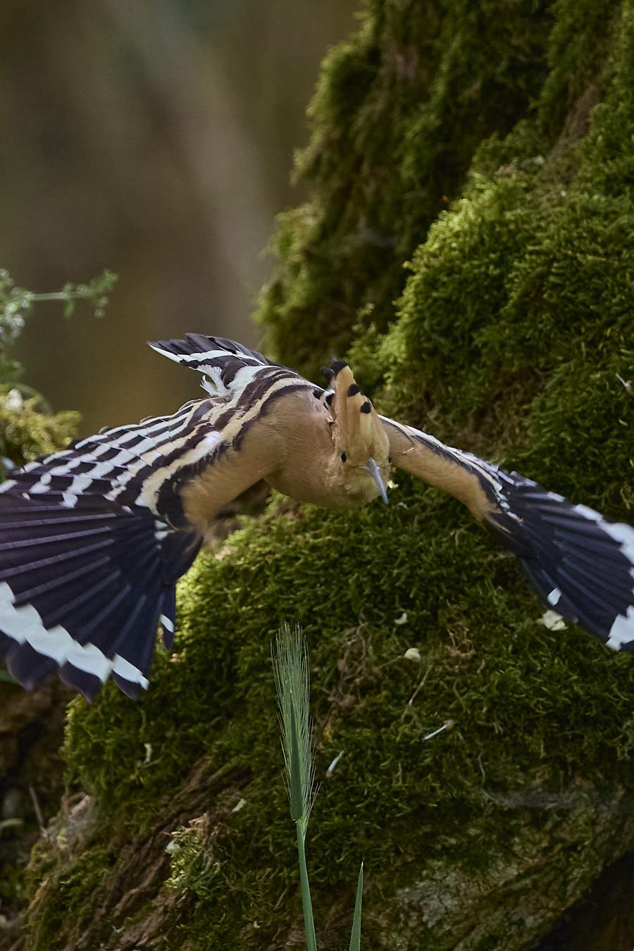 Eurasian hoopoe (upupa epops)