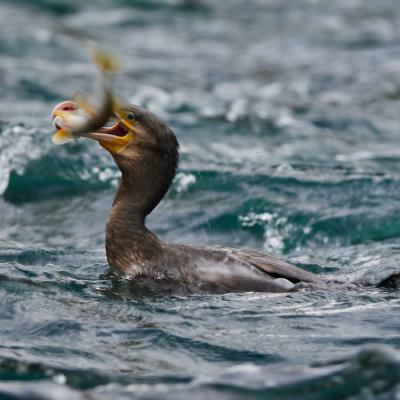 Great Cormorant (Phalacrocorax Carbo)