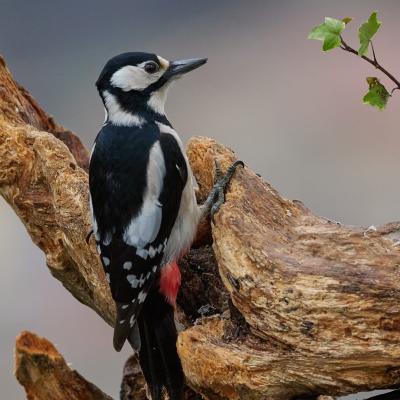 Great Spotted Woodpecker (Dendrocopos Major)