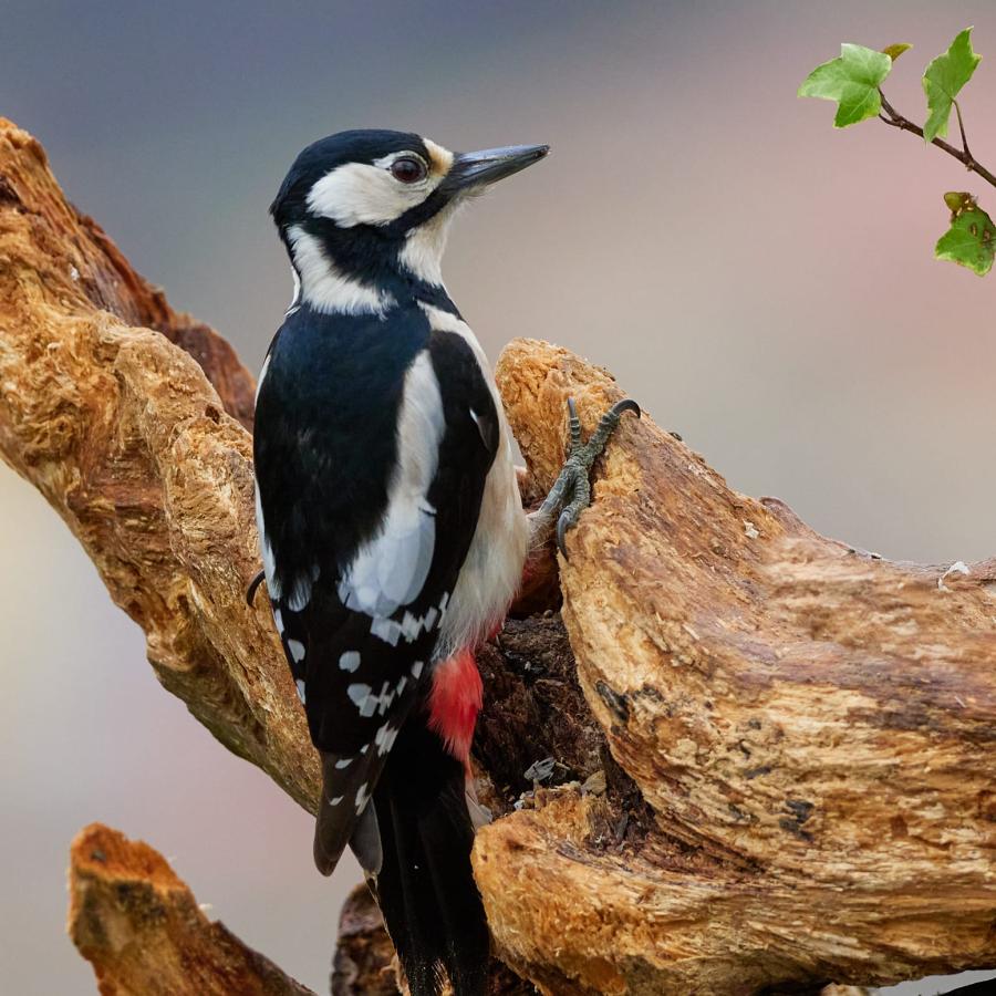 Great Spotted Woodpecker (Dendrocopos Major)