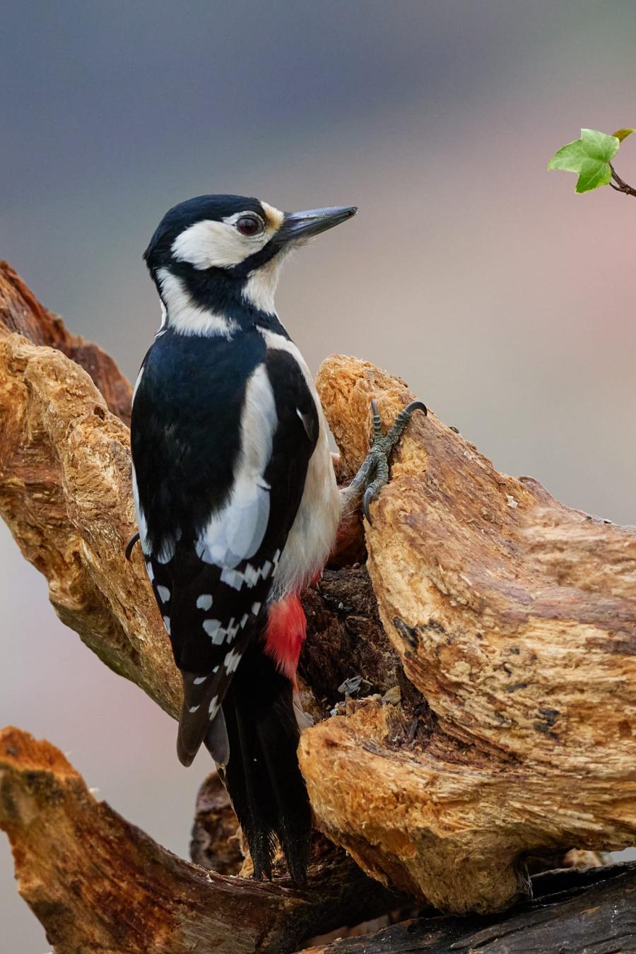 Great Spotted Woodpecker (Dendrocopos Major)