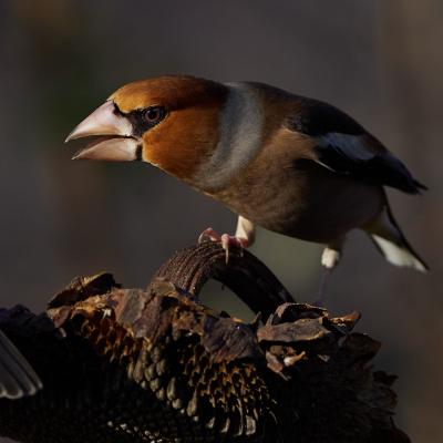 Hawfinch (Coccothraustes Coccothraustes)