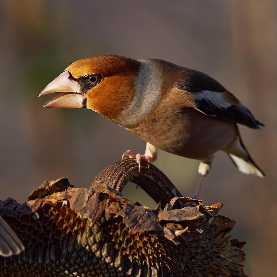 Hawfinch (Coccothraustes Coccothraustes)