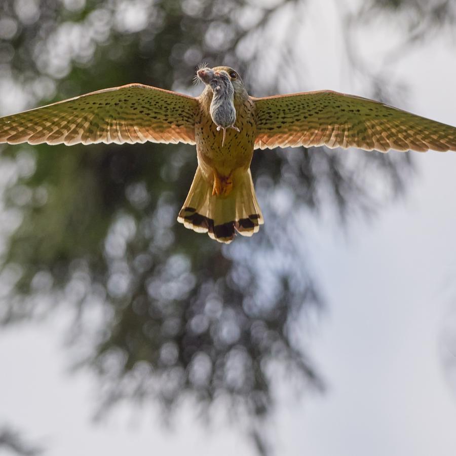 Kestrel (Falco Tinnunculus)