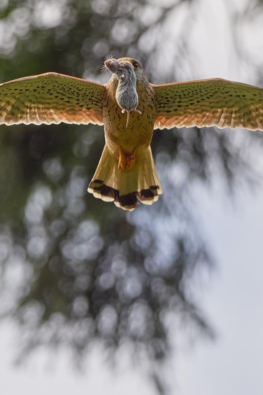 Kestrel (Falco Tinnunculus)