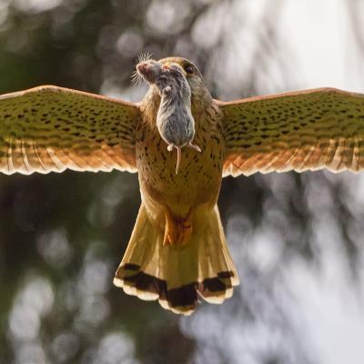 Kestrel (Falco Tinnunculus)