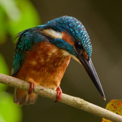 Kingfisher (Alcedo Atthis)