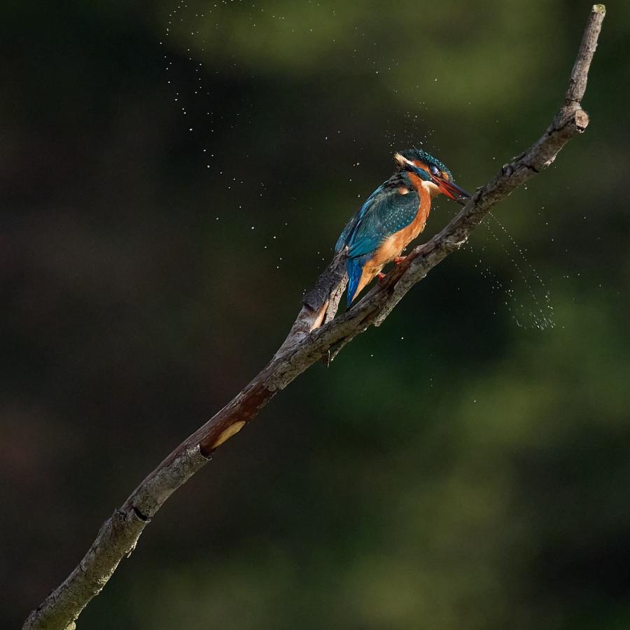 Kingfisher (Alcedo Atthis)