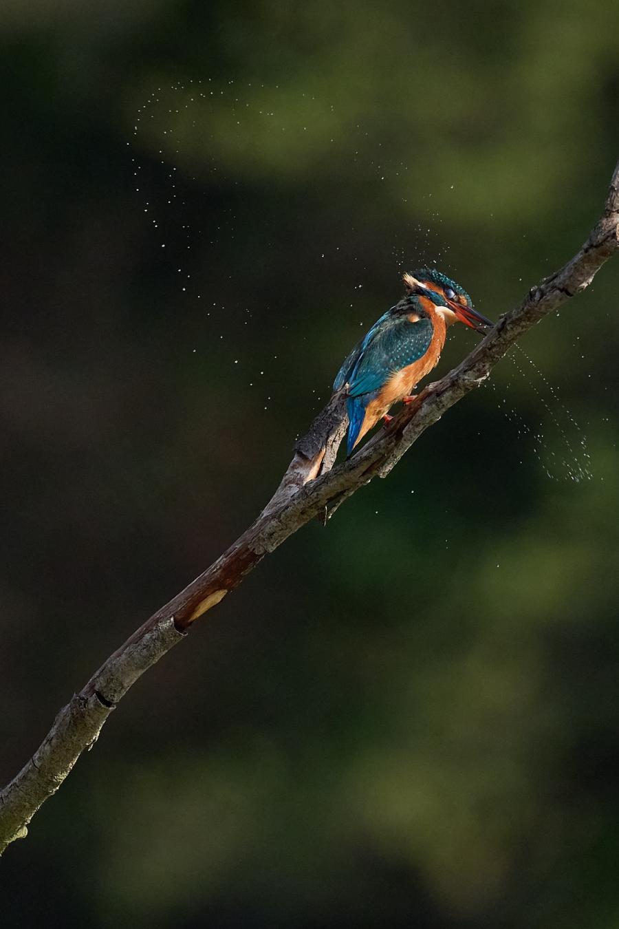 Kingfisher (Alcedo Atthis)