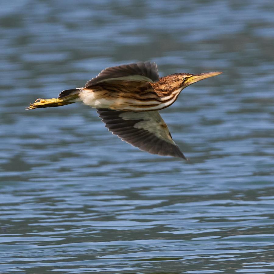 Little Bittern (Ixobrychus Minutus)