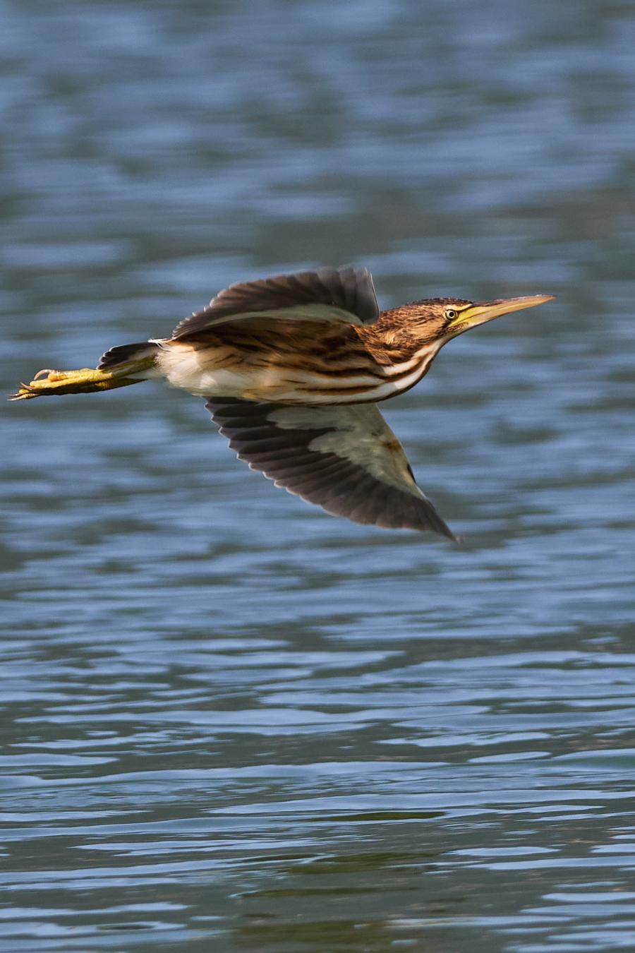 Little Bittern (Ixobrychus Minutus)