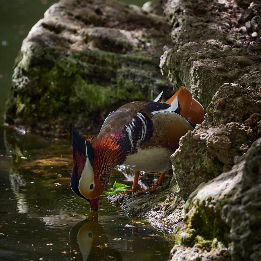 Mandarin Duck (Aix Galericulata)