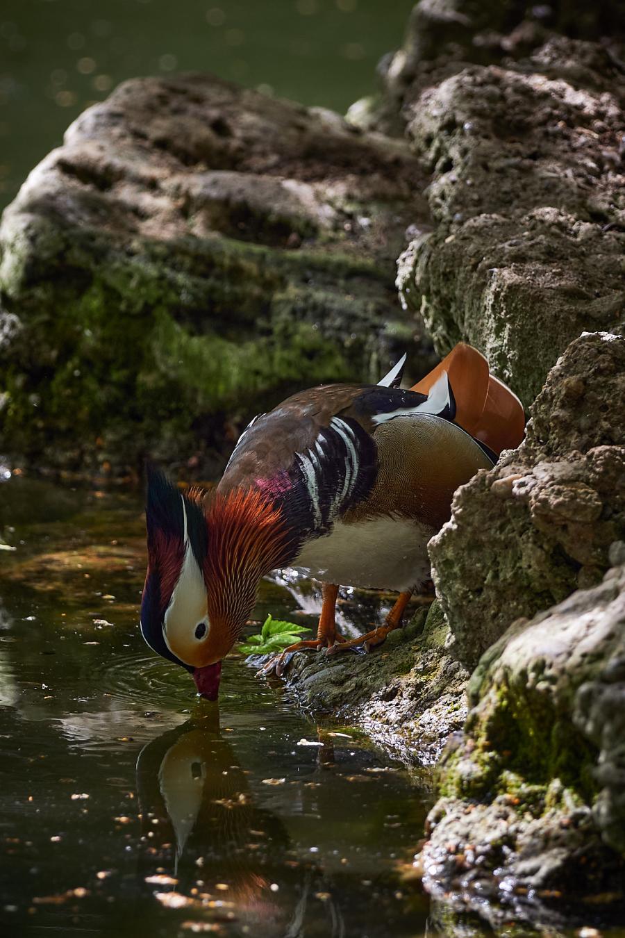 Mandarin Duck (Aix Galericulata)