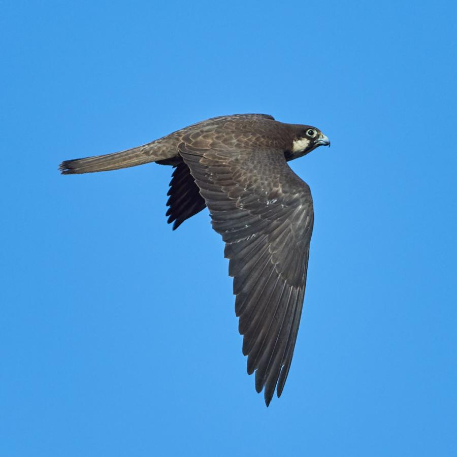 Queen's  Falcon (Eleonora's Falcon)