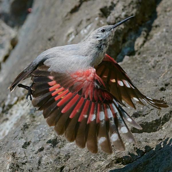 Wallclebecker (Tichodroma Muraria)