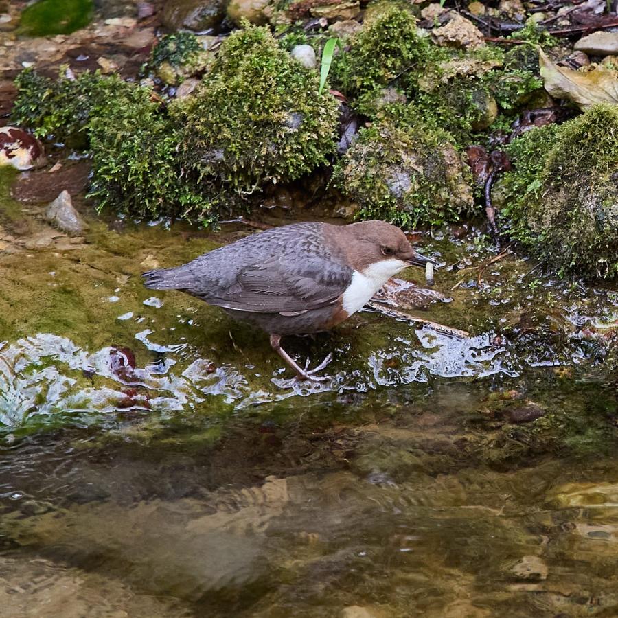White Throated (Dipper Cinclus Cinclus)
